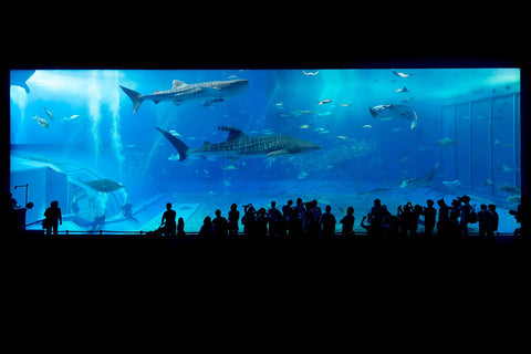 Aquarium d'Okinawa