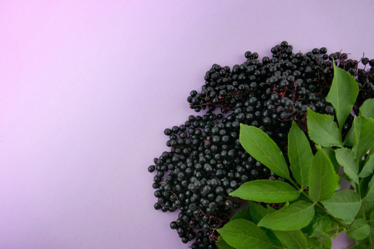 Elderberry