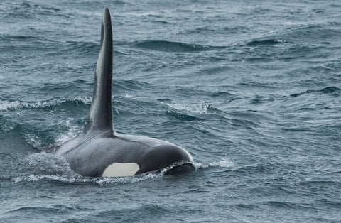 Orca images (c) WDC/Rob Lott