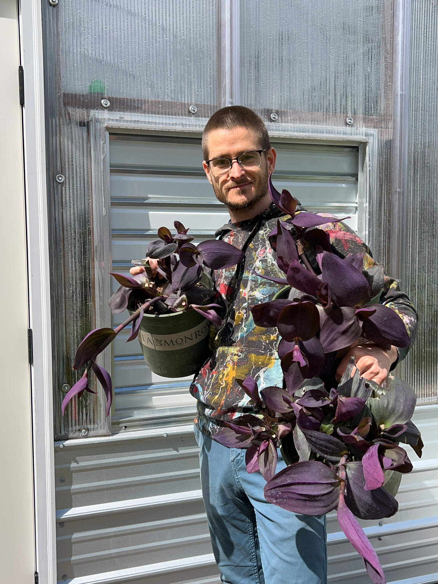 tradescantia pallida