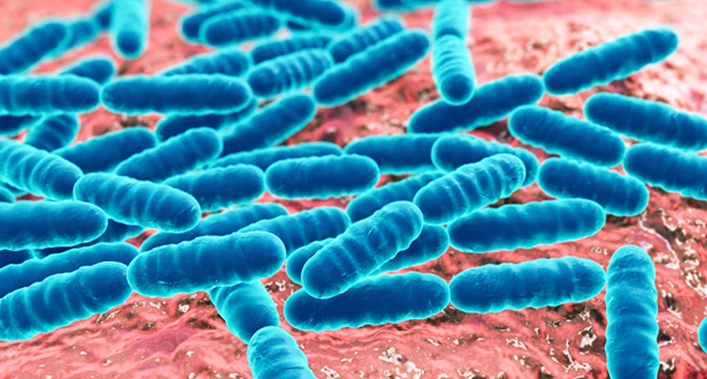  Gut Microbiota for Health Key points for health care providers about probiotic safety and quality standards - Gut Microbiota for Health