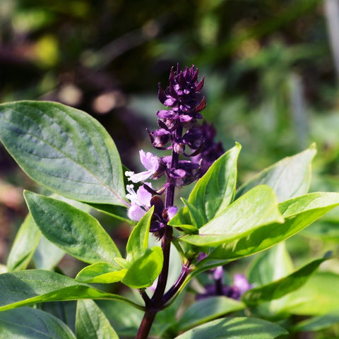 Thai Basil