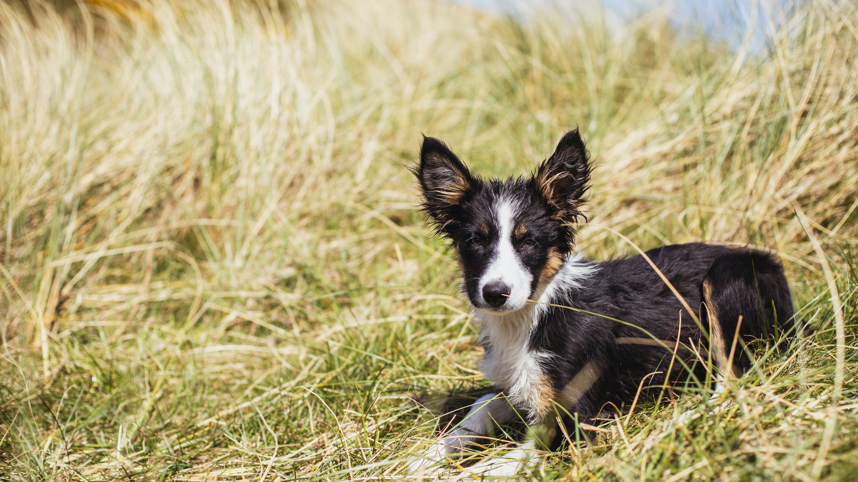 how do groomers keep dogs still