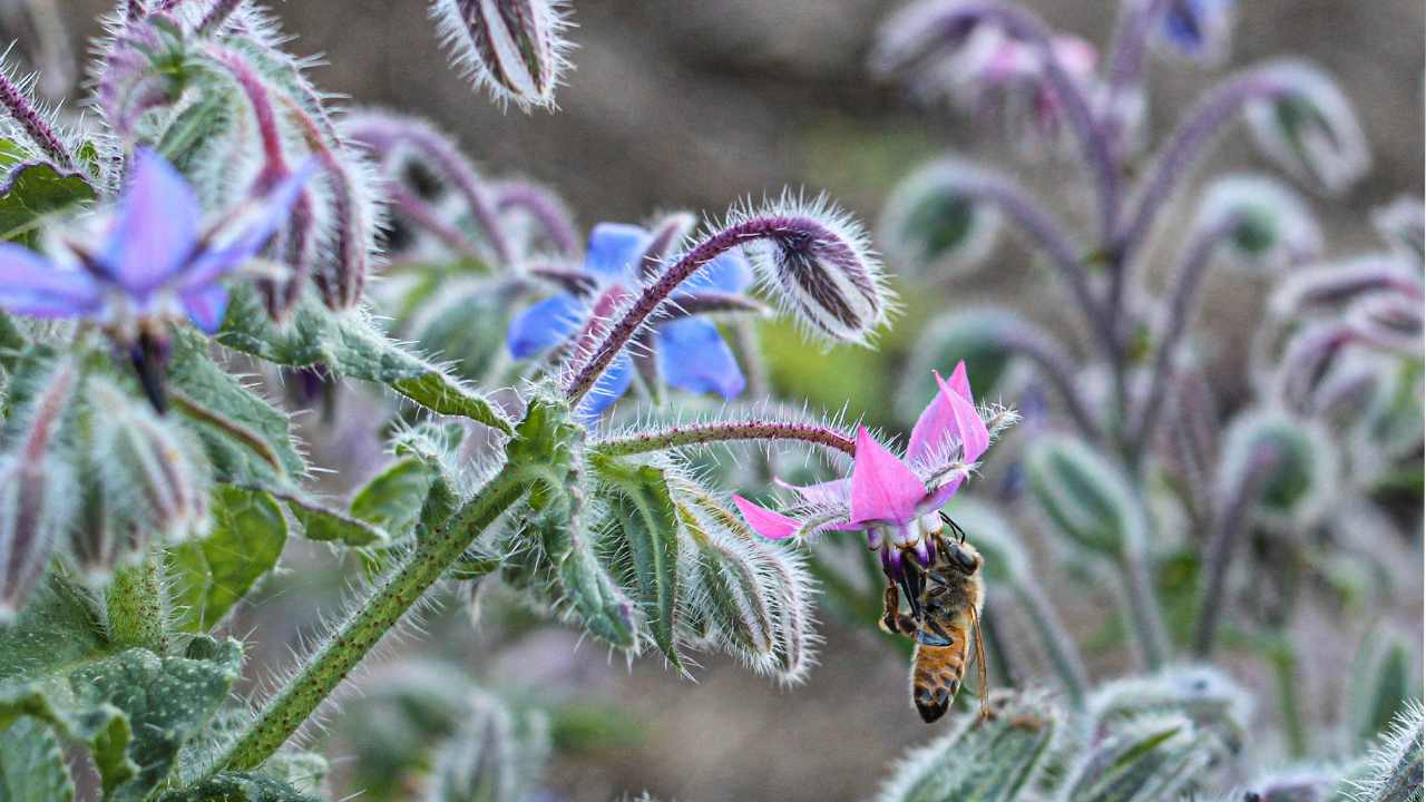Borage for the bees