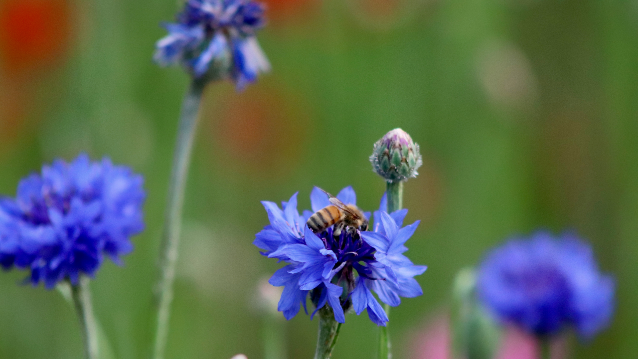 Cornflowers for the bees