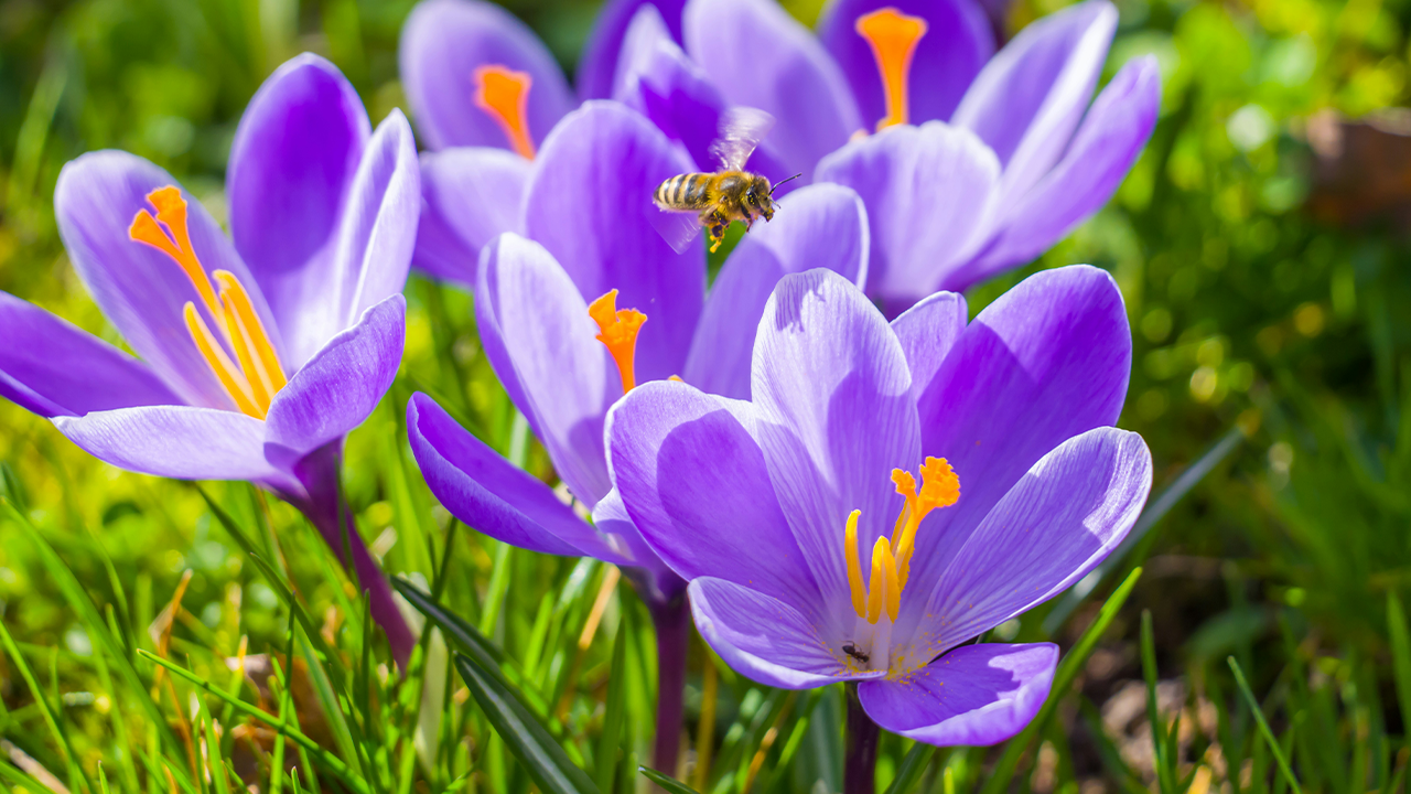 Crocuses (and Snowdrops!) for the bees