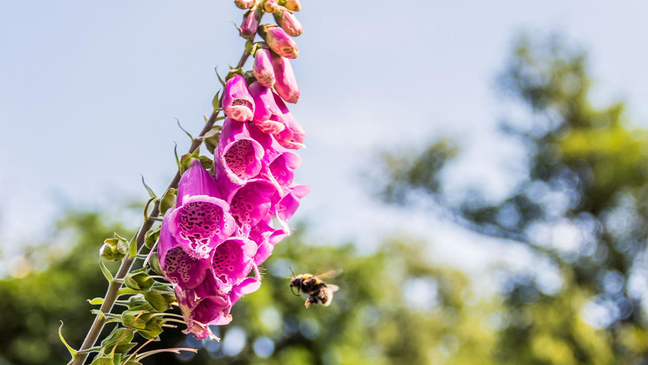 Foxgloves for the bees