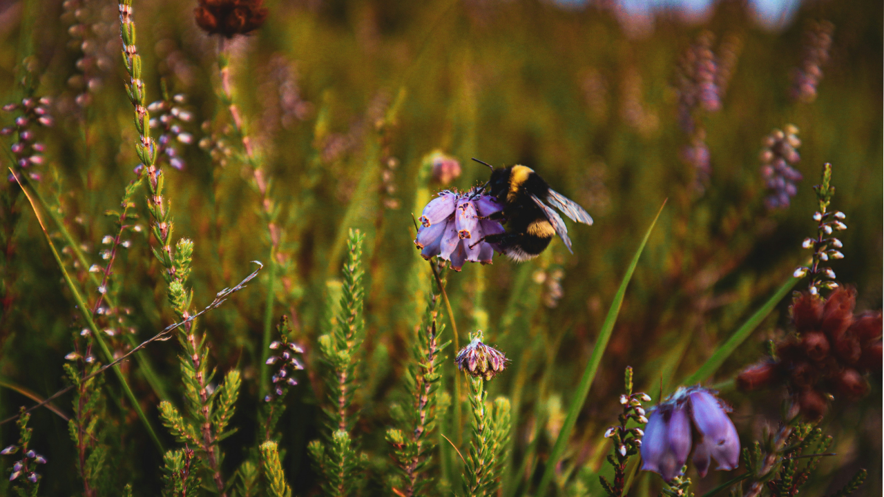 Heather for the bees