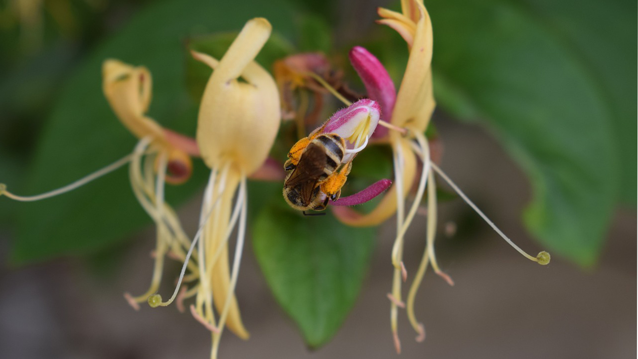 Honeysuckle for the bees