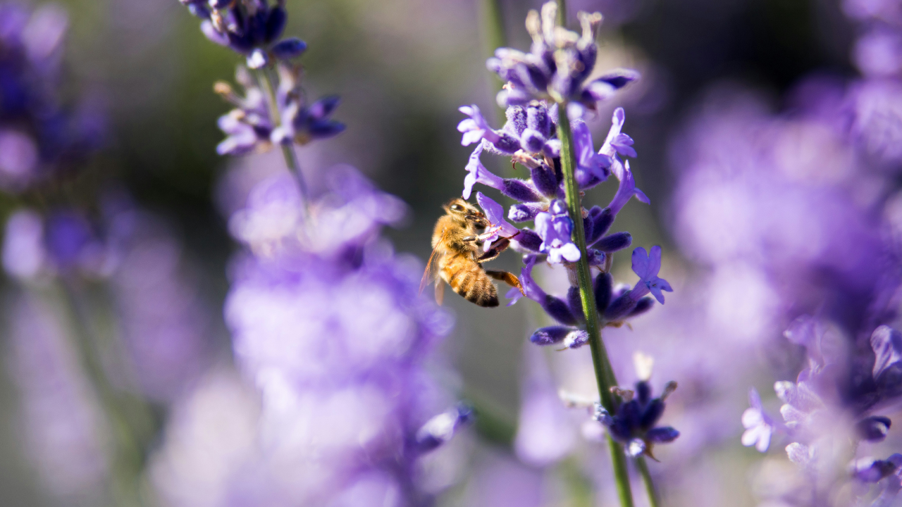 Lavender for the bees