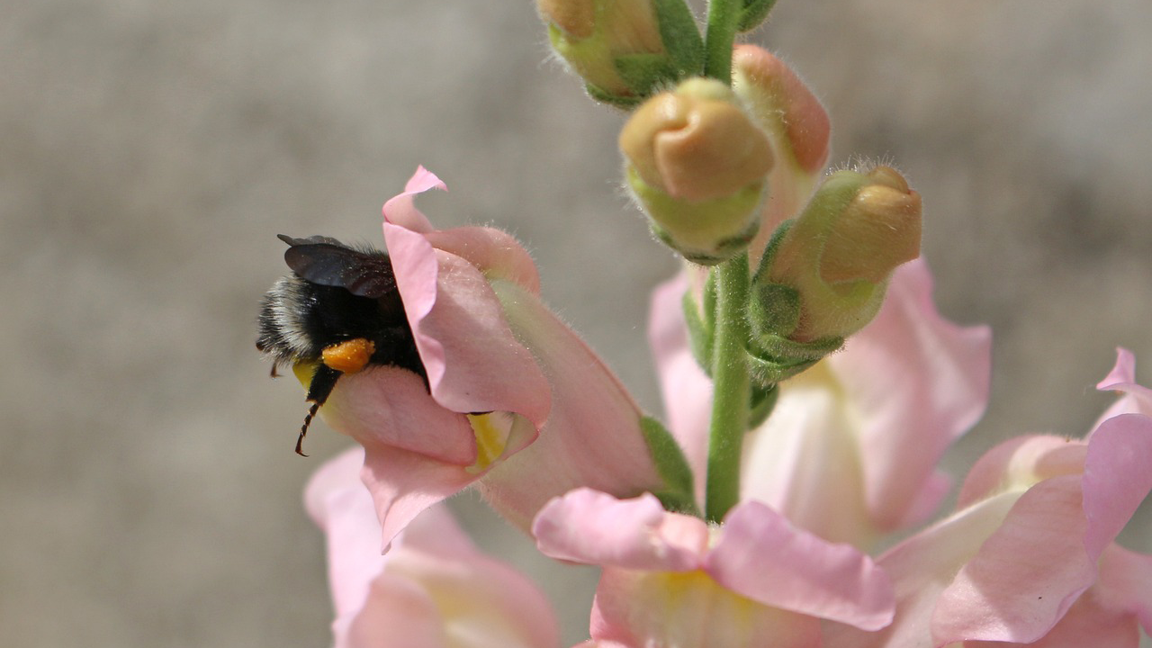 Snapdragons for the bees