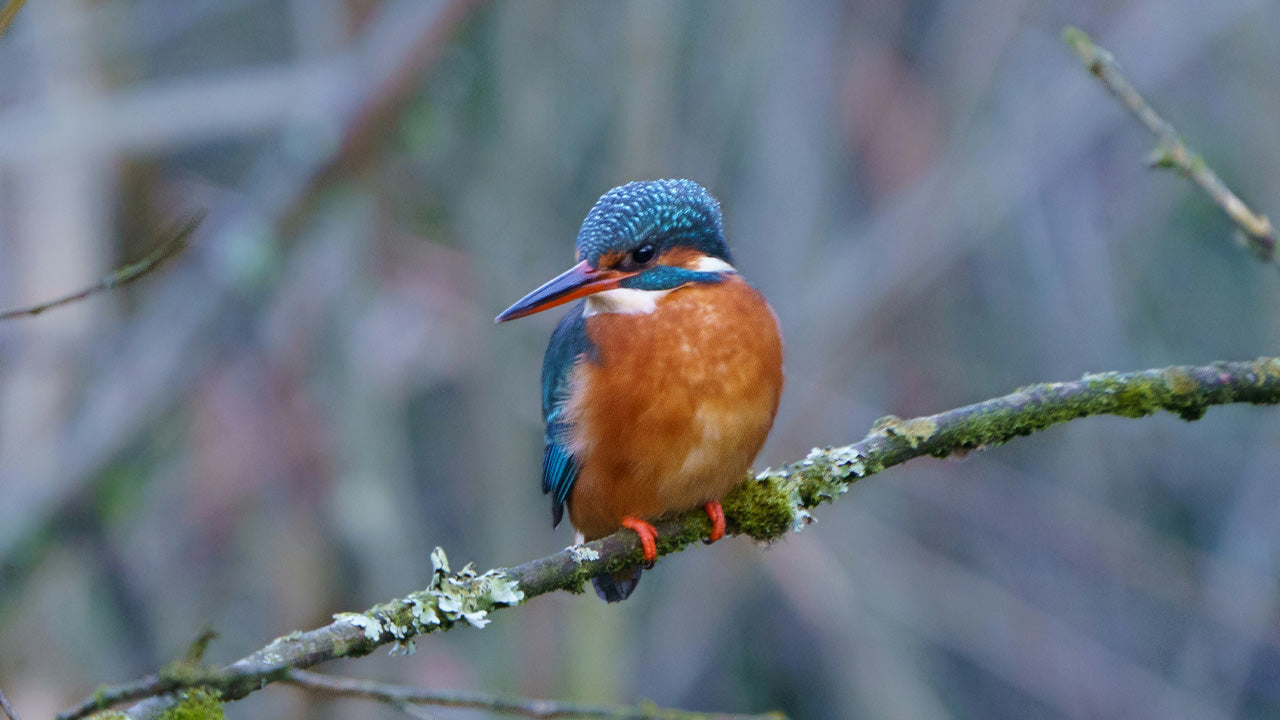 How to Start Birdwatching