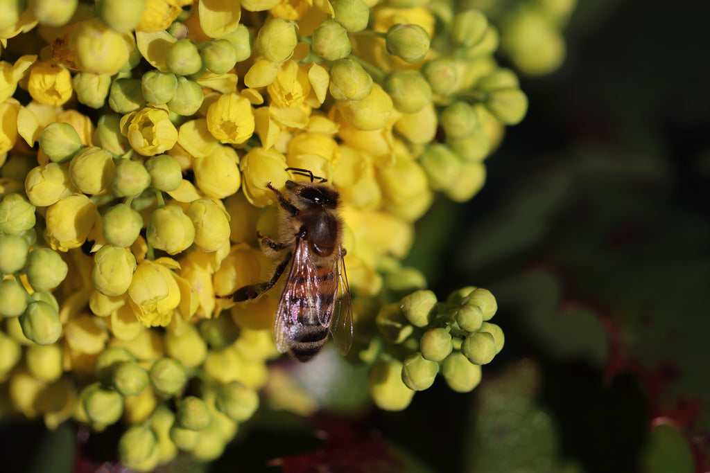 Mahonia