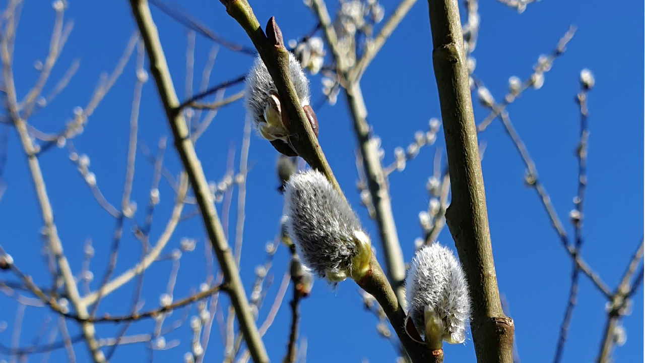 New Buds and Blue Skies