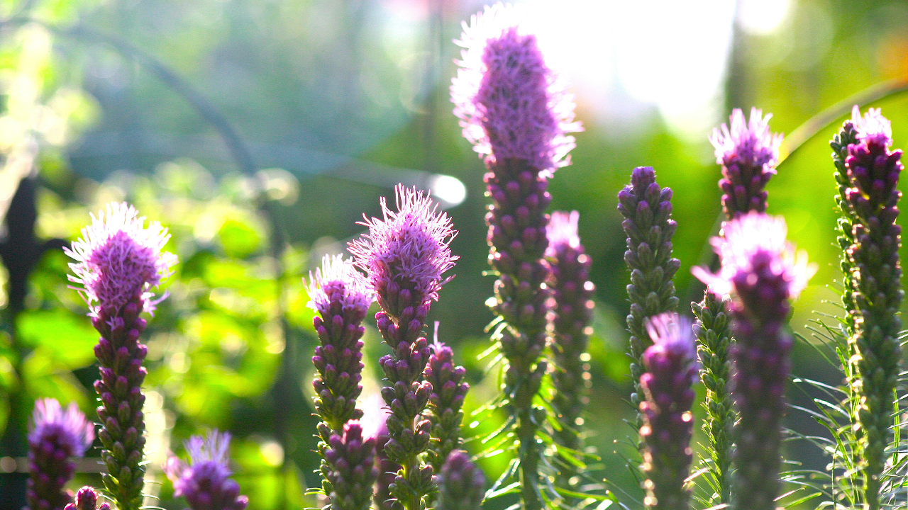 LIATRIS