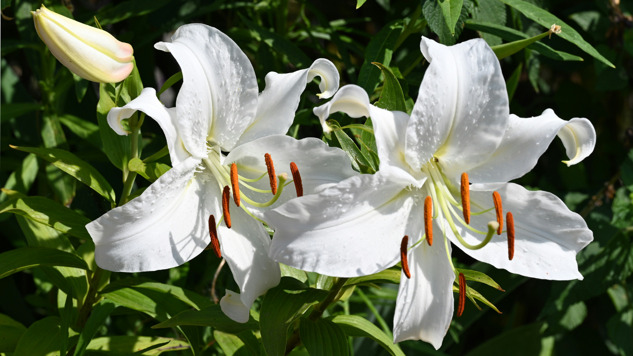 Lilies