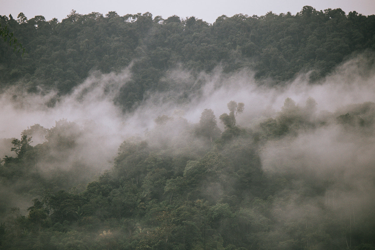Caring for the Cloud Forests