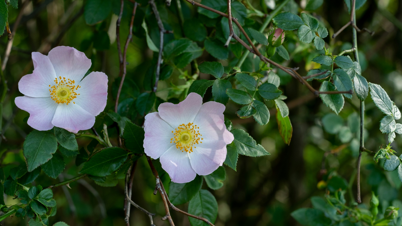 What is Rosehip Oil?