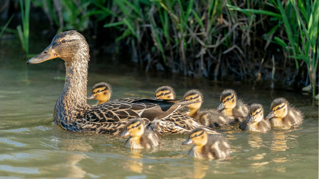 More Water Babies!