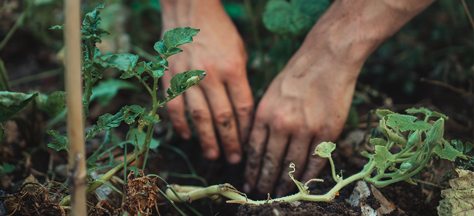 Give gardening a go