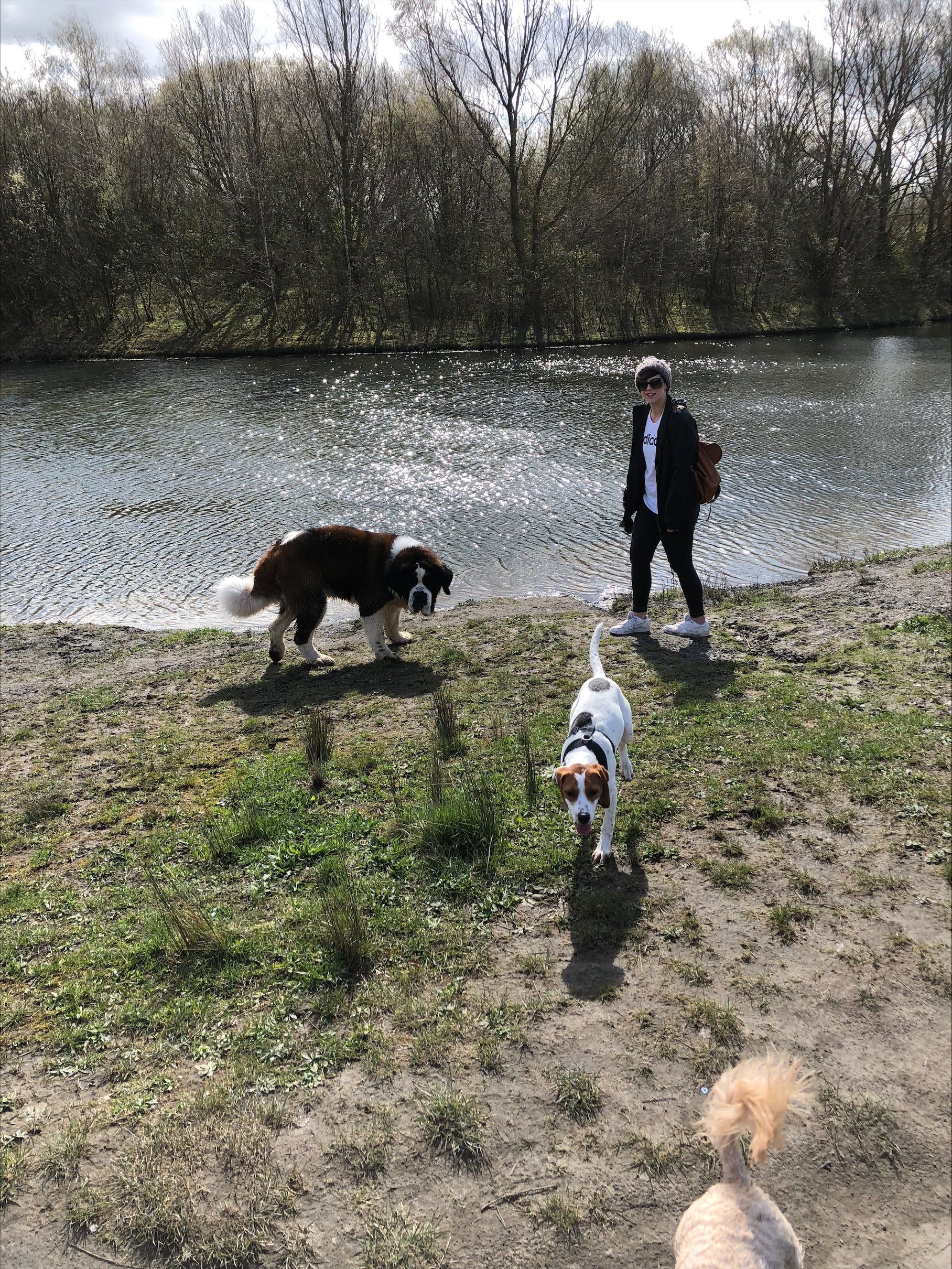 Marley the Cavachon & Sherlock the Mixed Breed