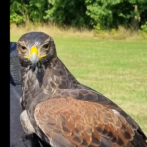 Hawks at the tip