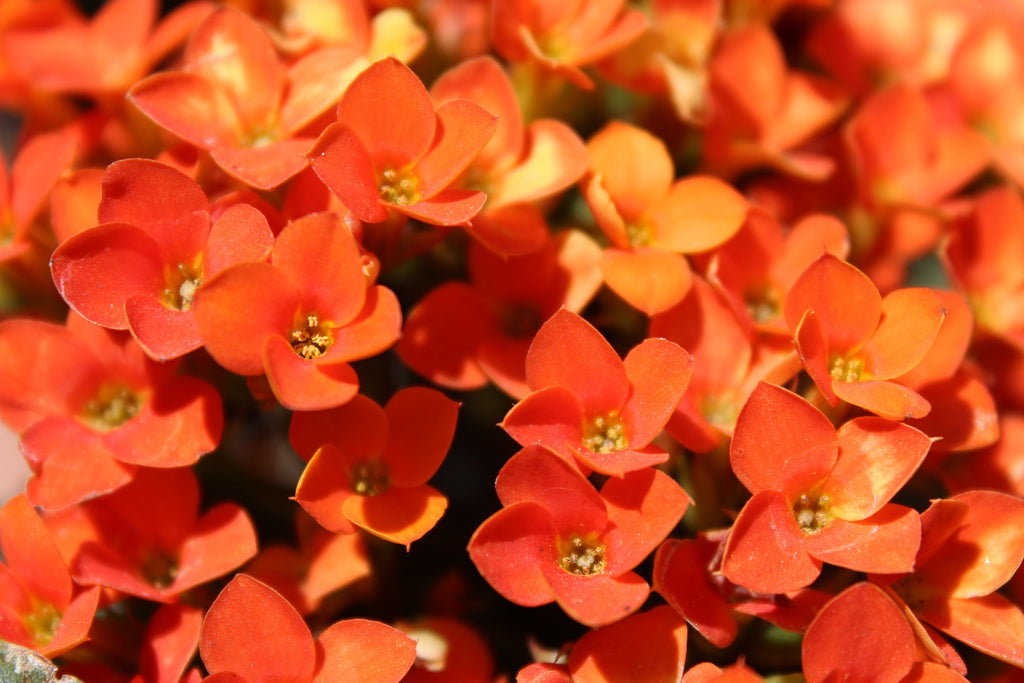 Kalanchoe