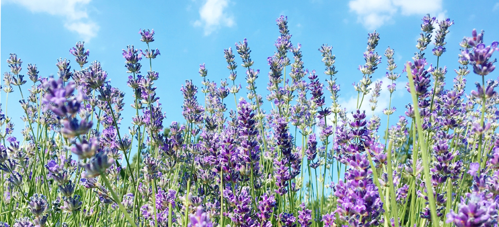 Lavender for stress relief