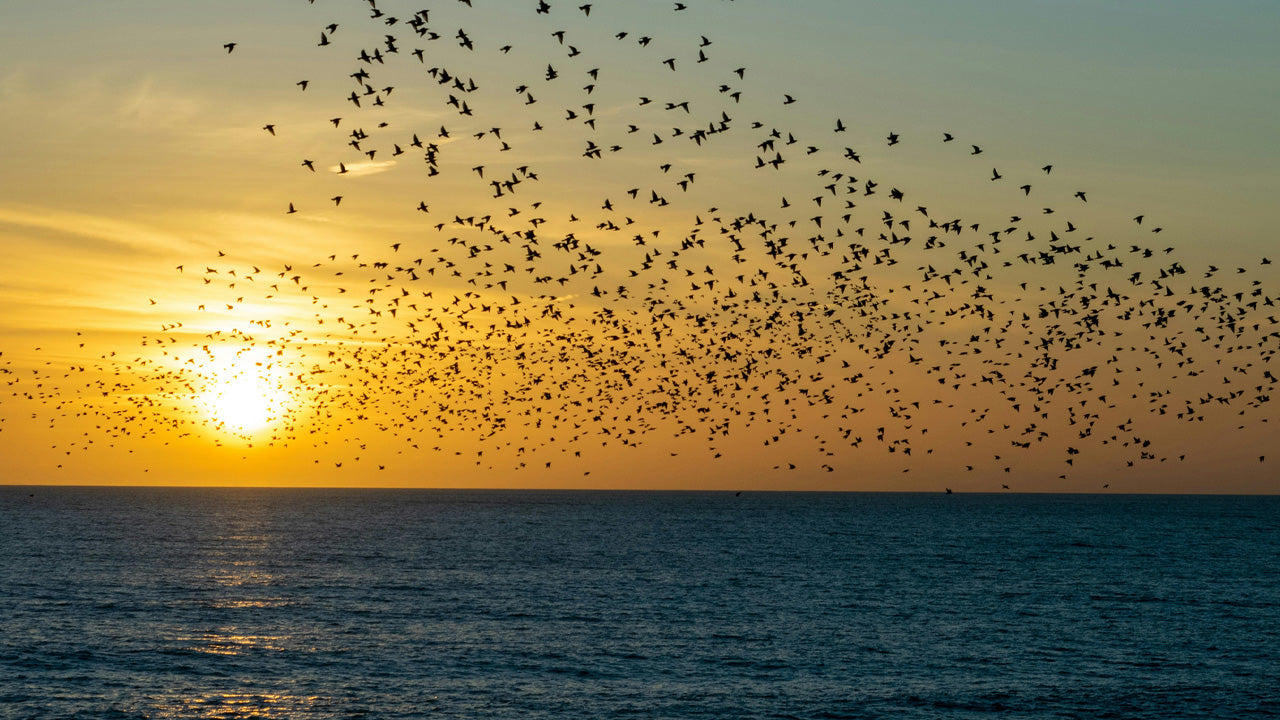 Birds in flight