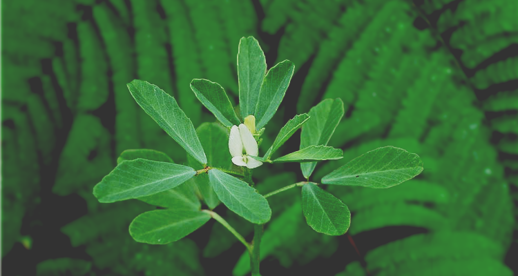 Fenugreek