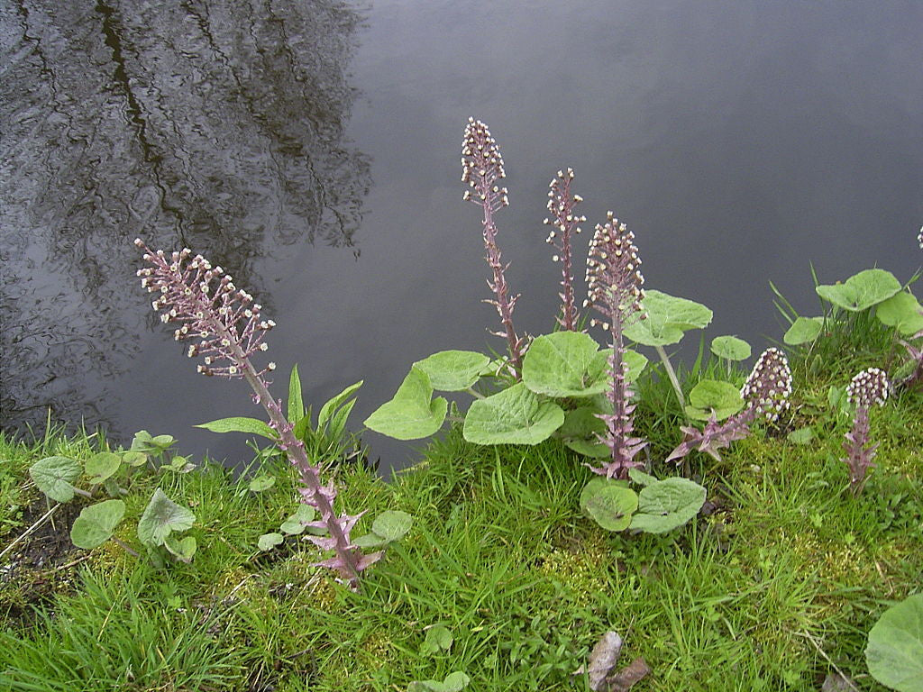 Petasites hybridus- Butterbur Tincture – The Herb Shoppe