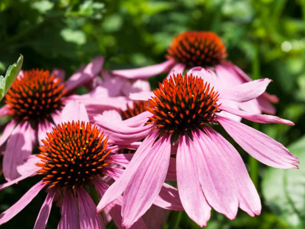 Echinacea Aloha