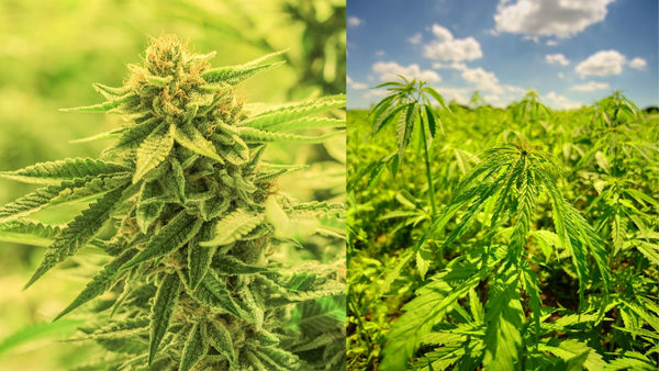 marijuana vs. hemp