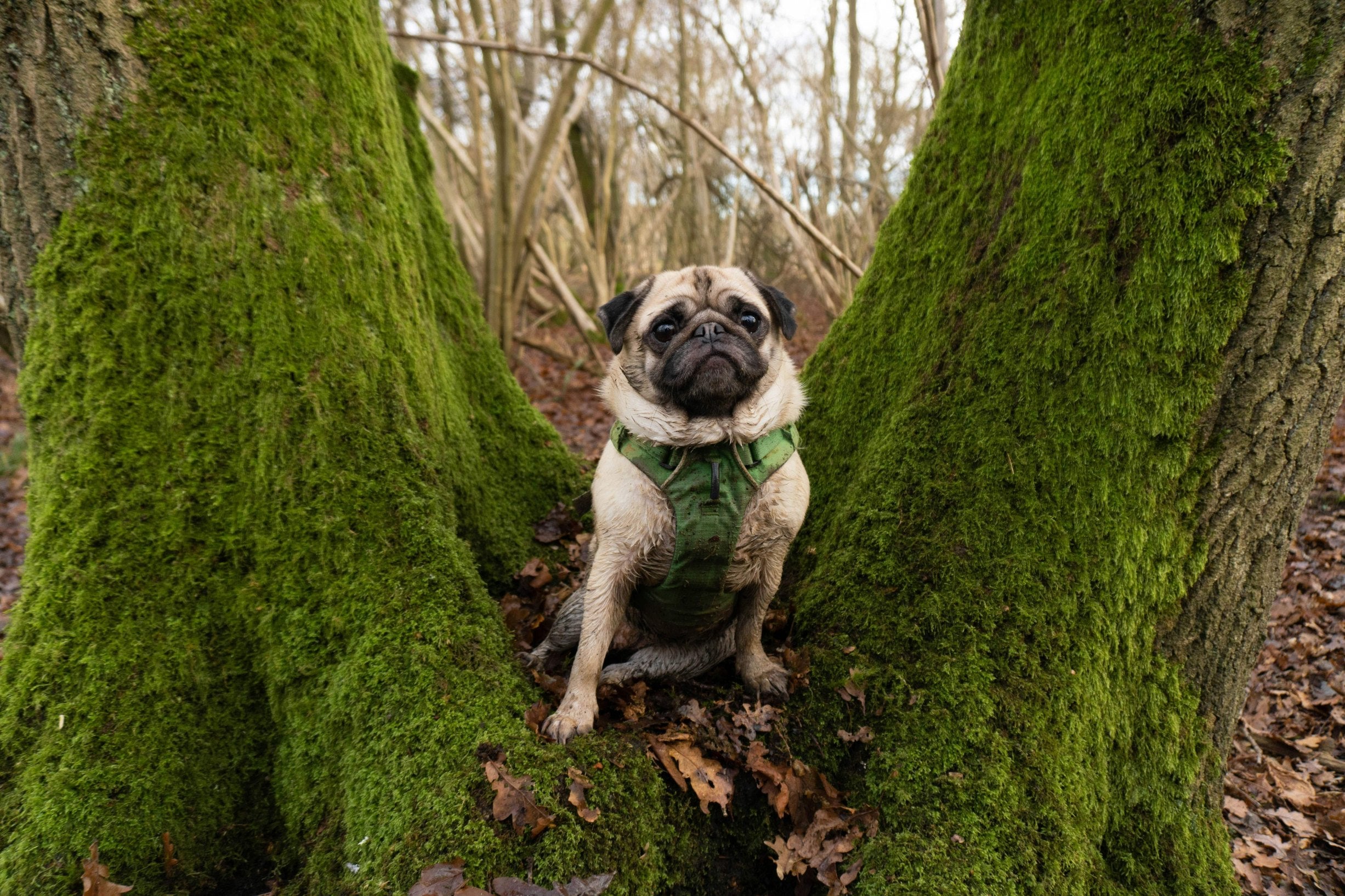 pug in a tree