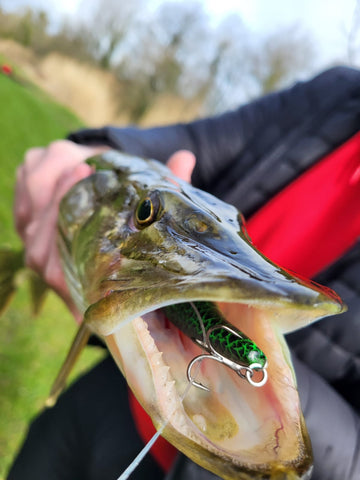 Pike with Forge of Lures Jerkbait in mouth