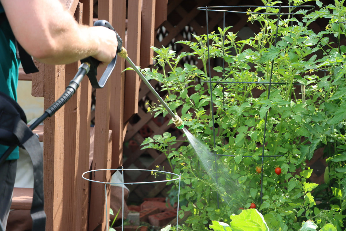 spraying tomato plant 