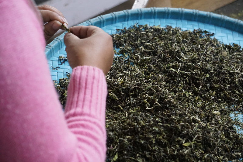 Darjeeling tea hand-picking and rolling