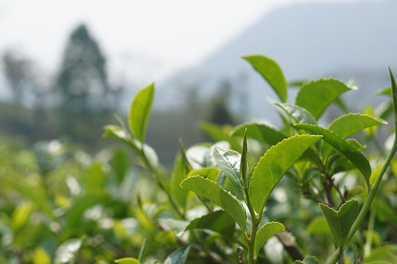Darjeeling Second Flush tea leaves