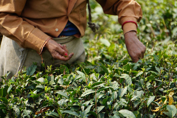 Alaya Tea source: A voyage to India. We work with organic and biodynamic farms and estates that not only produce the most exquisite teas, but are also combating climate change in India.