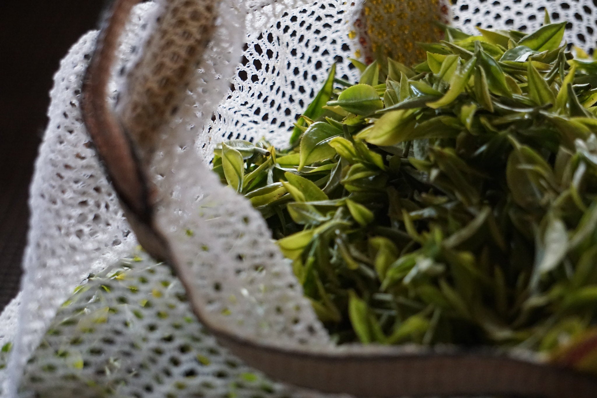 Hand picked Darjeeling tea leaves