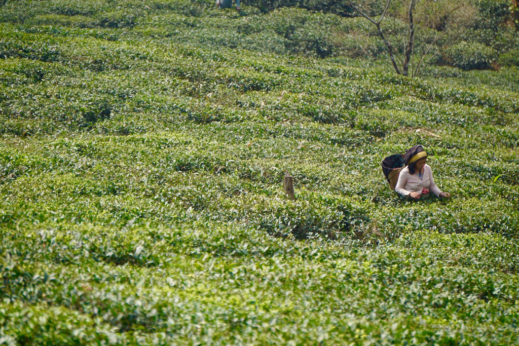Darjeeling First Flush Black Tea leaves being plucked