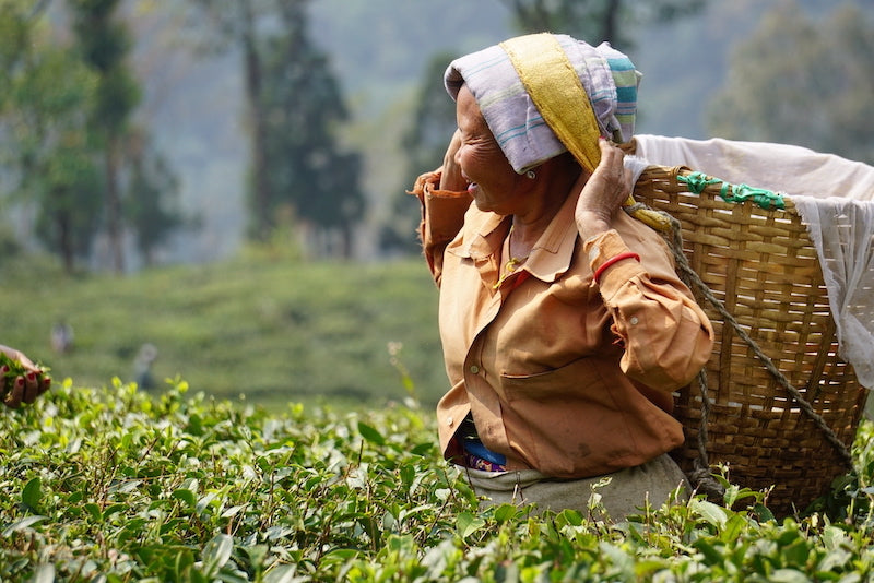 Woman Tea Plucker in Darjeeling, India