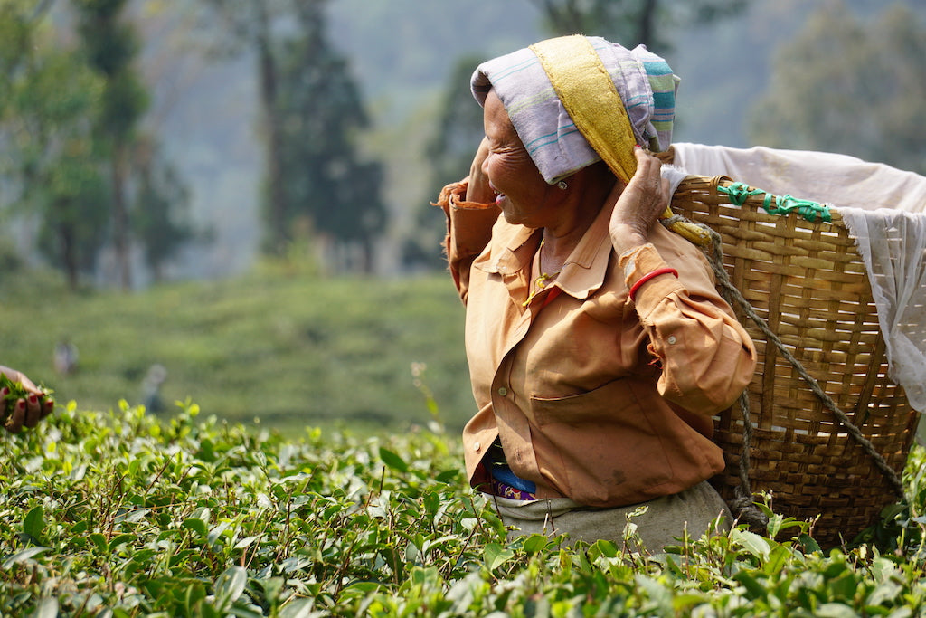 Darjeeling Tea Worker