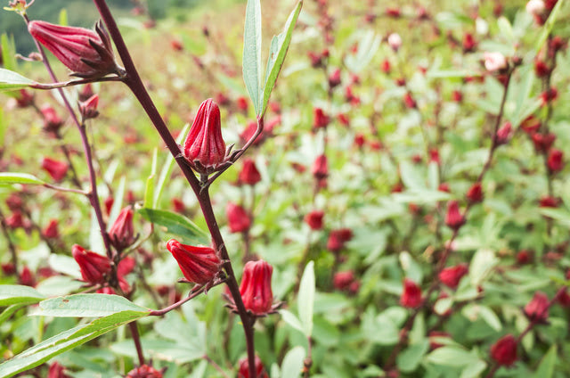 Hibiscus Flowers Alaya Tea