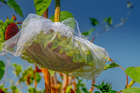 sunflower net