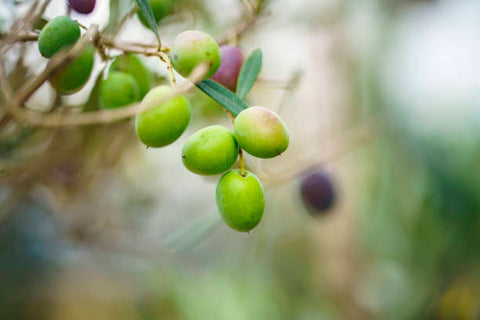 aceituna arbequina