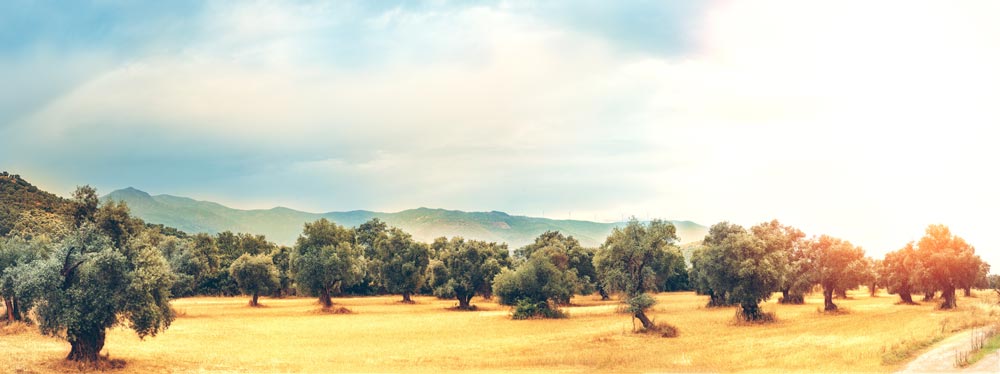 Olivar de Jaén