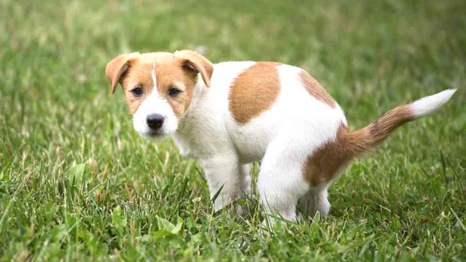 Cane con feci molli