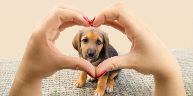 Cucciolo di cane