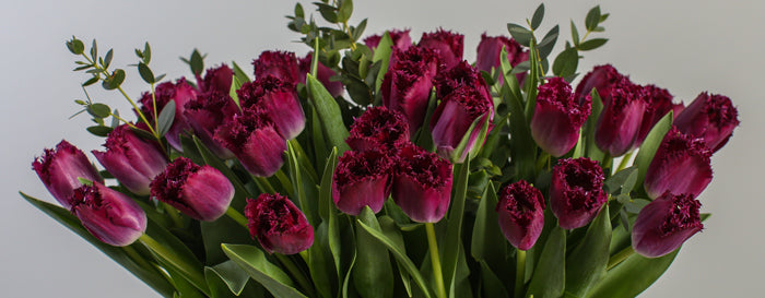British tulips grown by Love Delivered